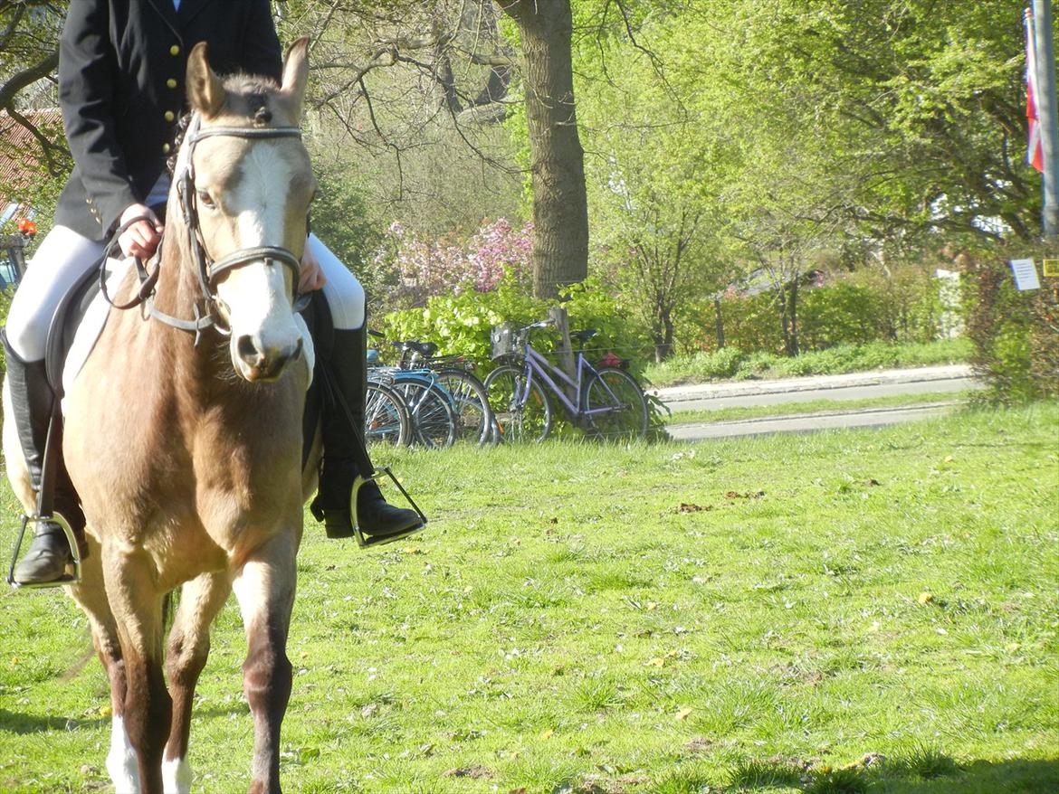 Welsh Partbred (Sec F) TIVALL <3 - Opvarmning til stævne på LRK, med Emilie. 04-2011 billede 2