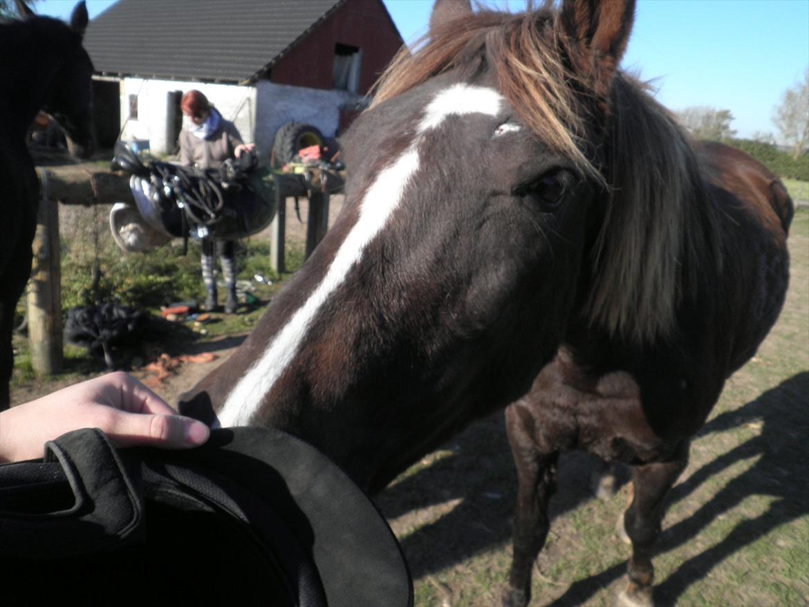 Anden særlig race Fuxie<3 (prinsessen)<3 billede 17