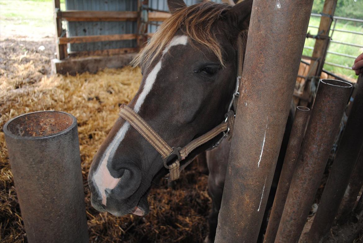 Anden særlig race Fuxie<3 (prinsessen)<3 - kig mulen! :D <3  billede 18