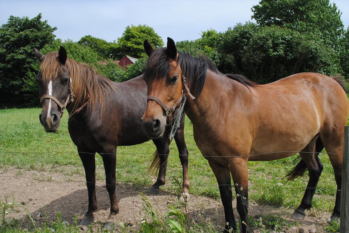 Anden særlig race Fuxie<3 (prinsessen)<3 billede 19