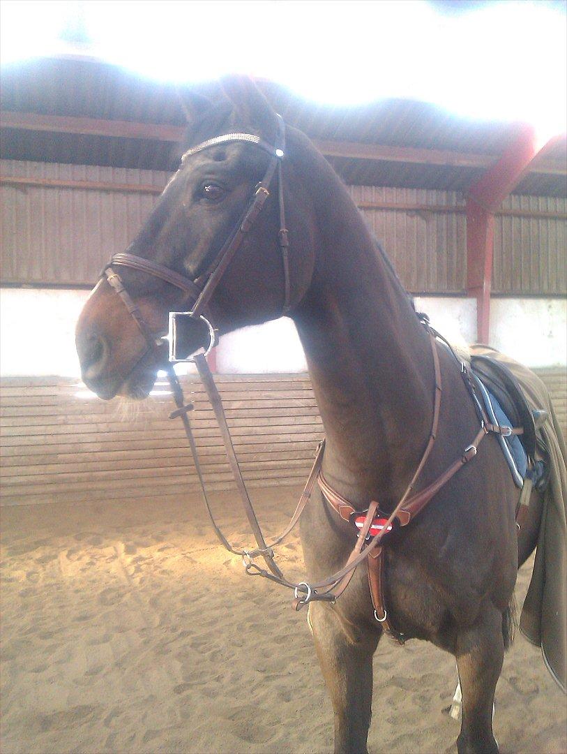 Hollandsk Varmblod Tim Town - TT med sit fine nye fortøj, med dannebrog foran - elsker det fortøj! har også ventet på det 1 måned og 3 uger på det skulle komme fra Frankrig! :-O men det var tiden værd! :-) billede 16