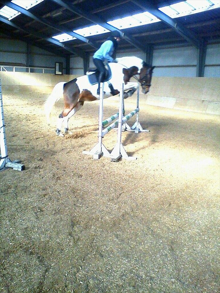 Pinto Charmaine billede 14