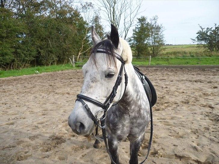 Anden særlig race Theis - VBP <3 - Hjemme ved Camilla, sommer 2010<3 billede 14
