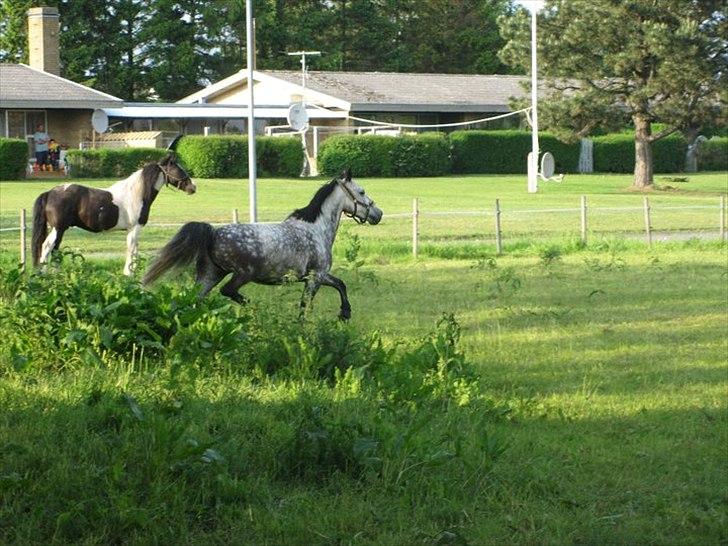 Anden særlig race Theis - VBP <3 - 3'er ponyen med gangen i orden! :-D - 2010 billede 12