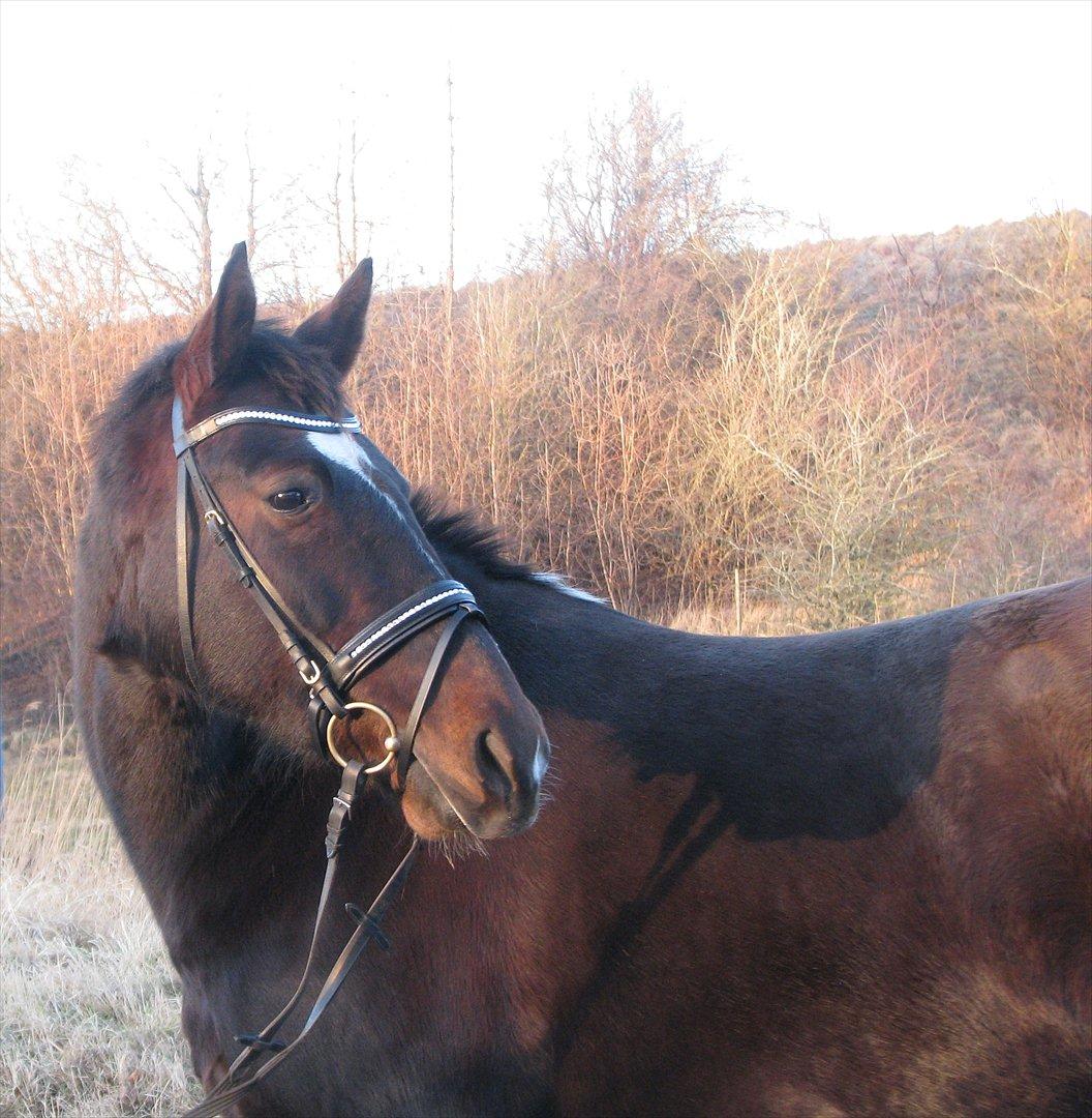 Oldenborg Etasja af Hvarre billede 6