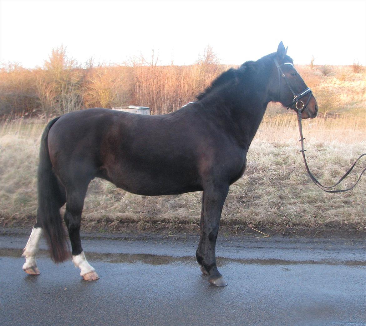 Oldenborg Etasja af Hvarre - Etasja 1 lige købt hende Januar2011 billede 3