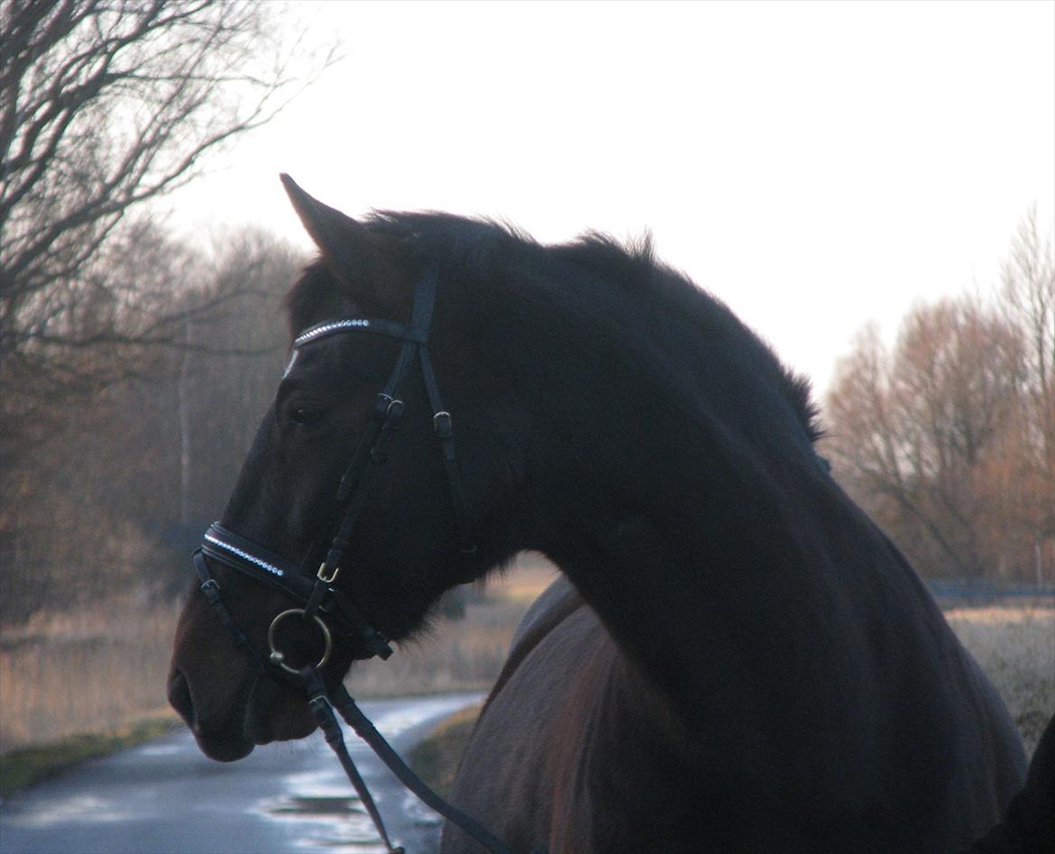 Oldenborg Etasja af Hvarre billede 2