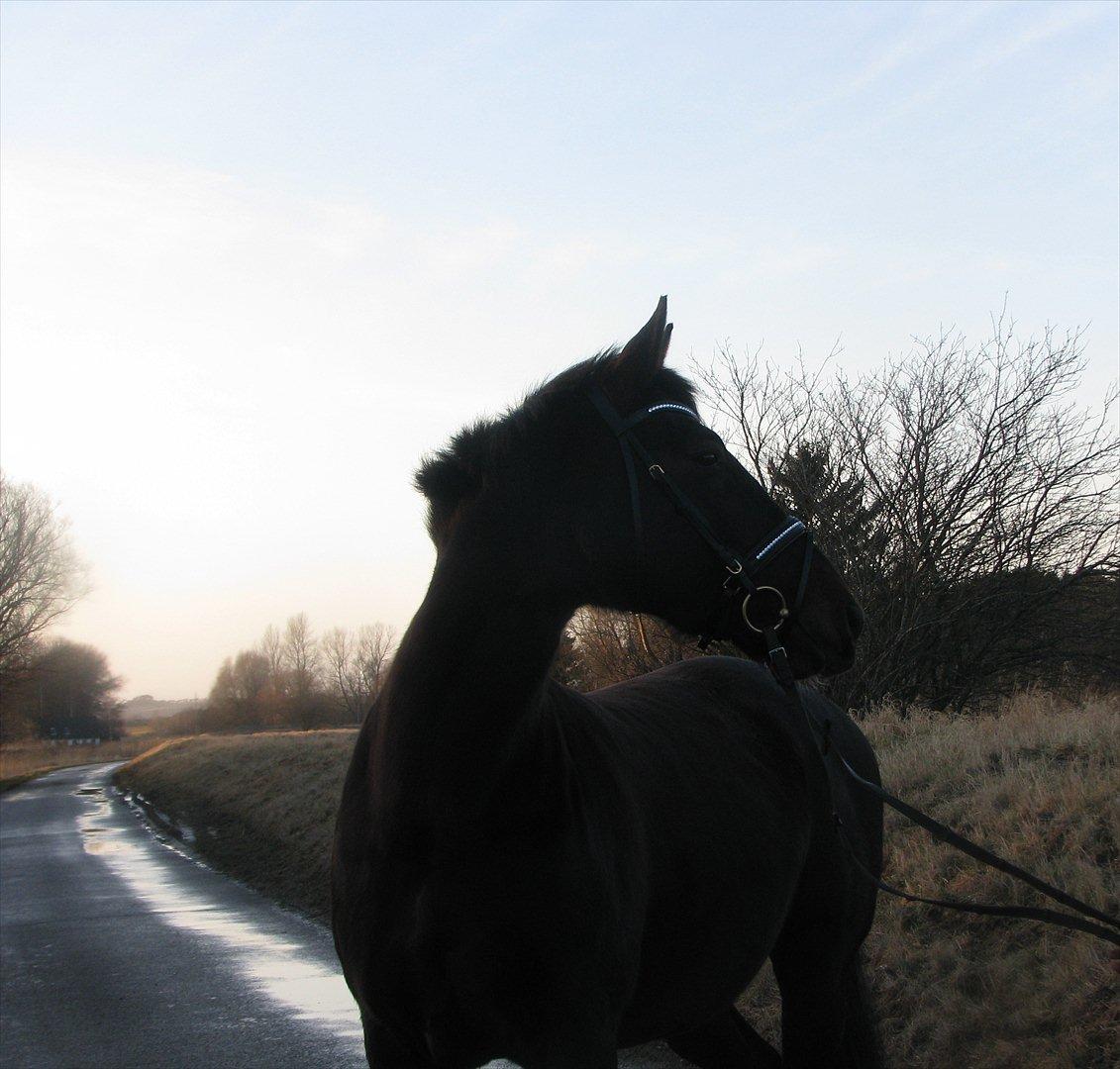 Oldenborg Etasja af Hvarre billede 4