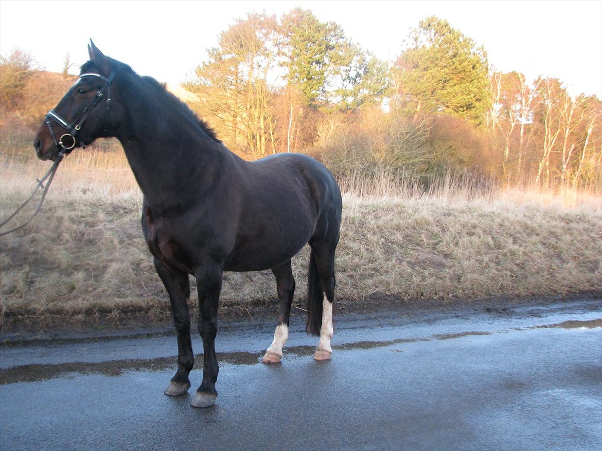 Oldenborg Etasja af Hvarre billede 5