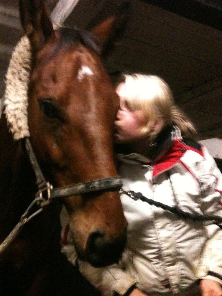 Hannoveraner Dirty Harry billede 9