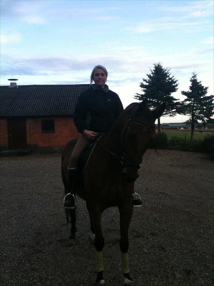 Hannoveraner Dirty Harry billede 6