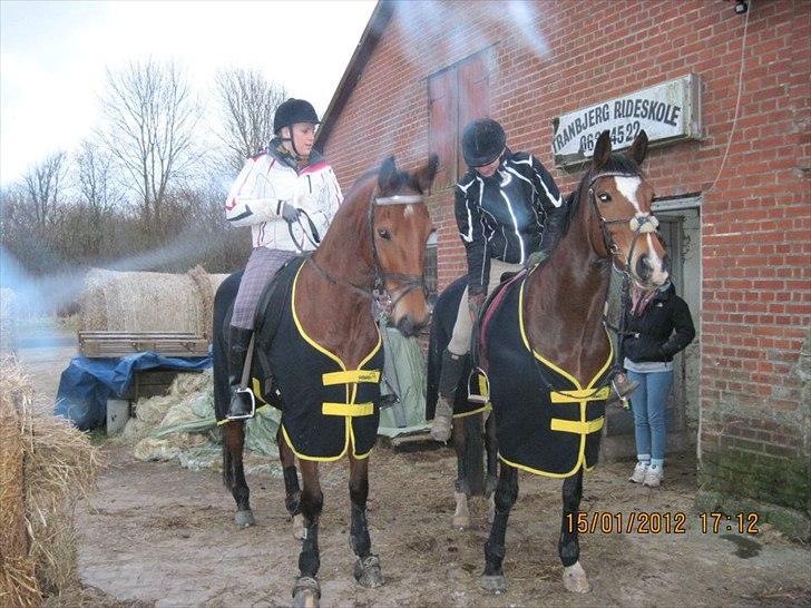 Hannoveraner Dirty Harry billede 7