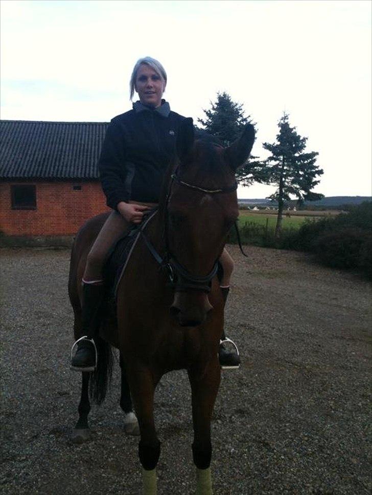 Hannoveraner Dirty Harry billede 8