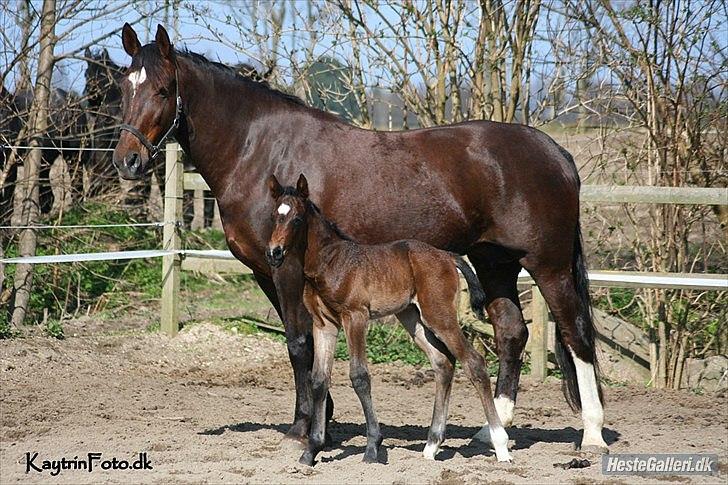 Oldenborg Etasja af Hvarre billede 7