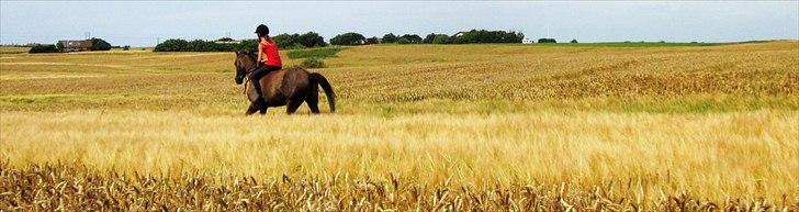 Arabisk fuldblod (OX) Helu - "So many people will tell you that you can't, but all you gotta do is turn around and say watch me" billede 16