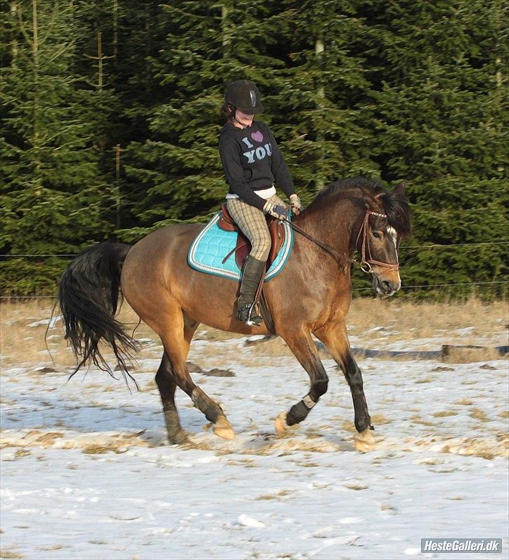 Anden særlig race Prinz Azeem - Hende der ride han på billedet er lisa som låner han, de passe bare så godt sammen, er glad for det er lisa som låner han ;) billede 4