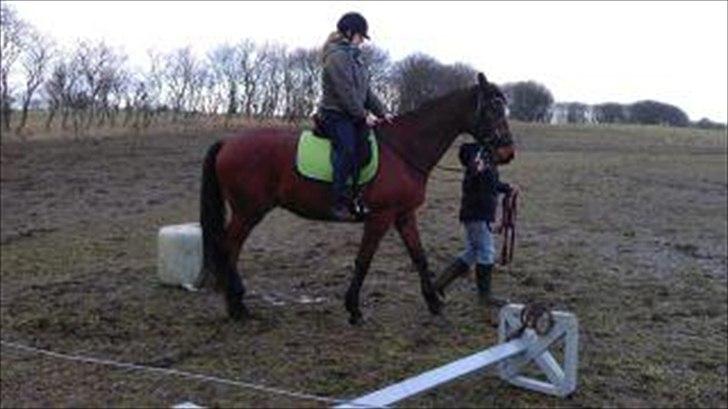 Holstener LILLE VALDAL'S AKI - Januar 2012. 1. gang med rytter!  billede 17