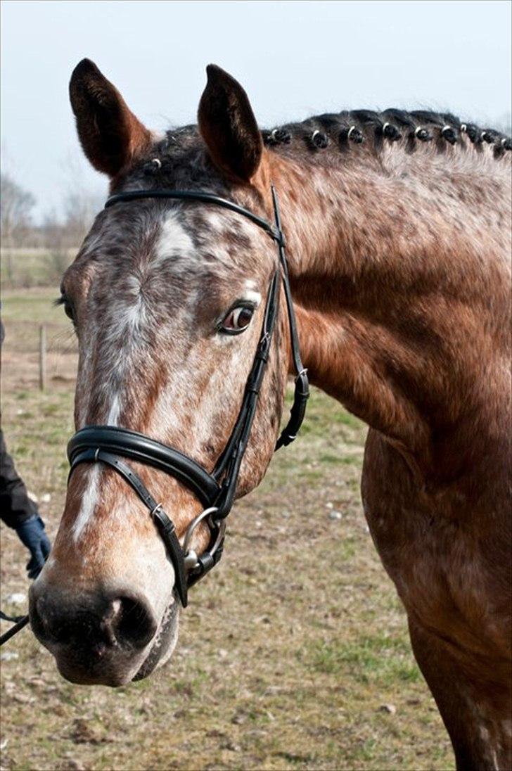 Knabstrupper Saam (Solgt) billede 7