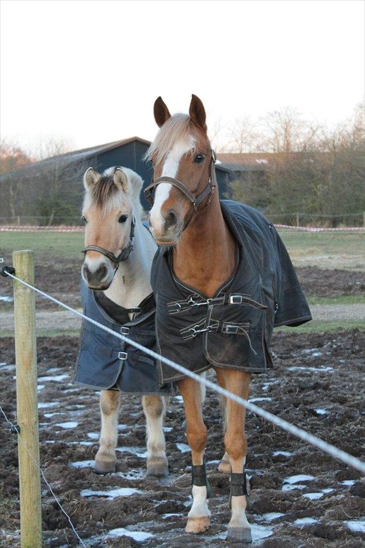 Tysk Sportspony Brisand billede 4