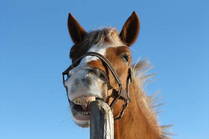 Tysk Sportspony Brisand billede 5