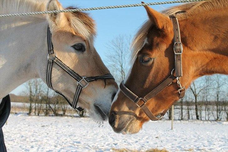 Tysk Sportspony Brisand billede 6