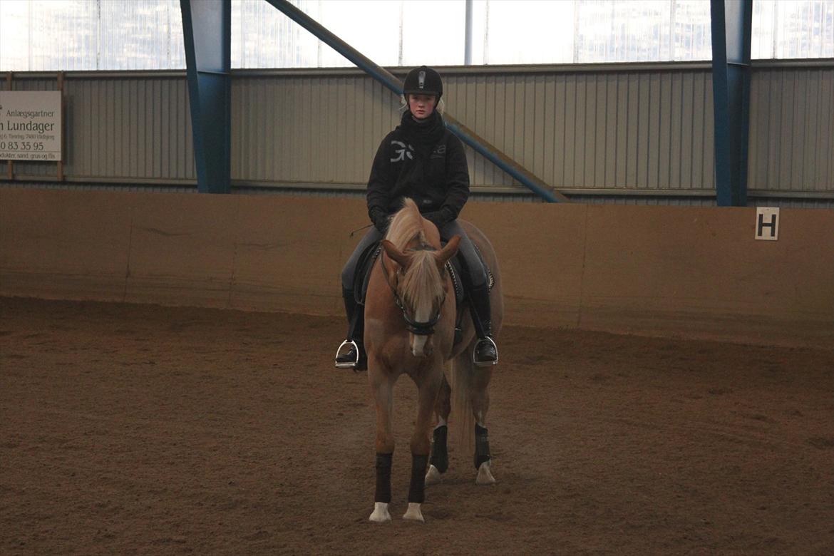 Tysk Sportspony Brisand billede 7