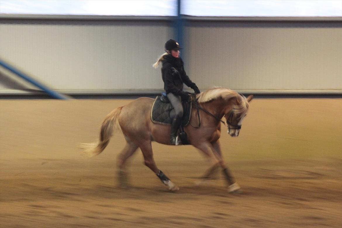 Tysk Sportspony Brisand billede 11