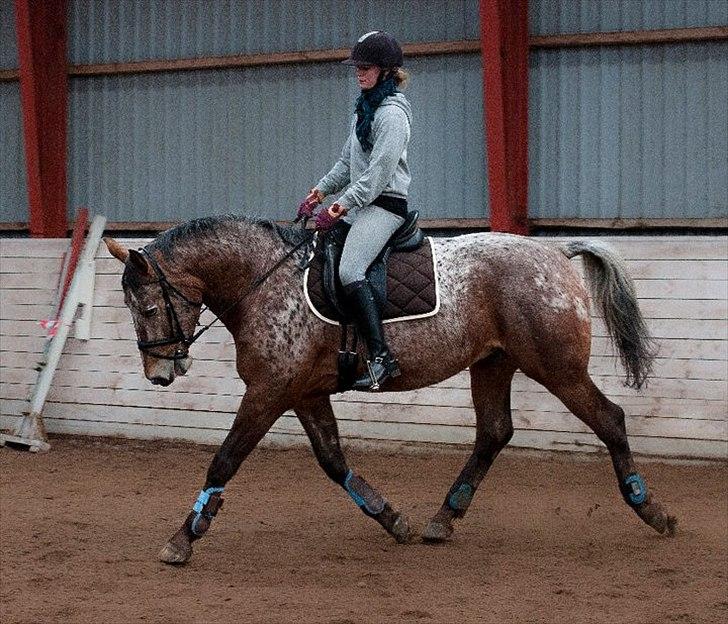Knabstrupper Saam (Solgt) billede 8