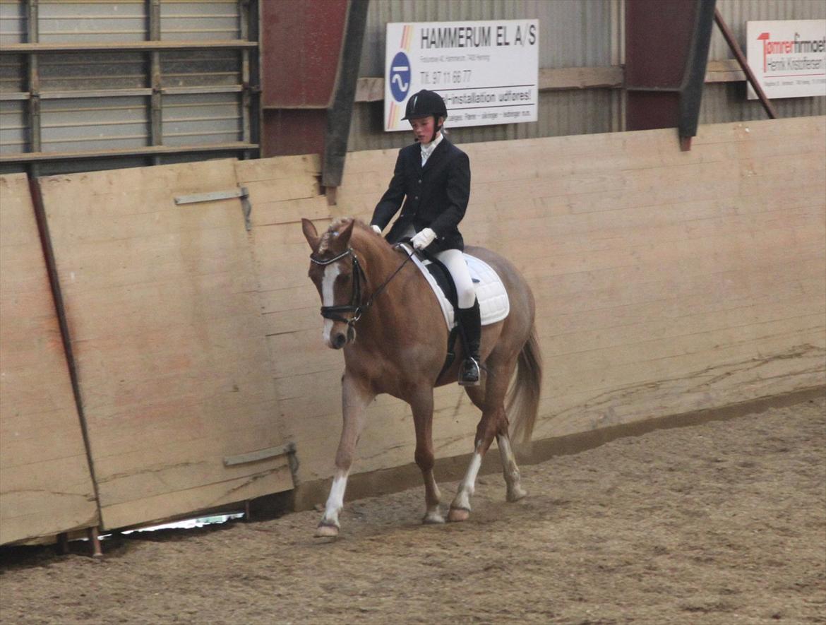 Tysk Sportspony Brisand - første stævne :-) billede 12