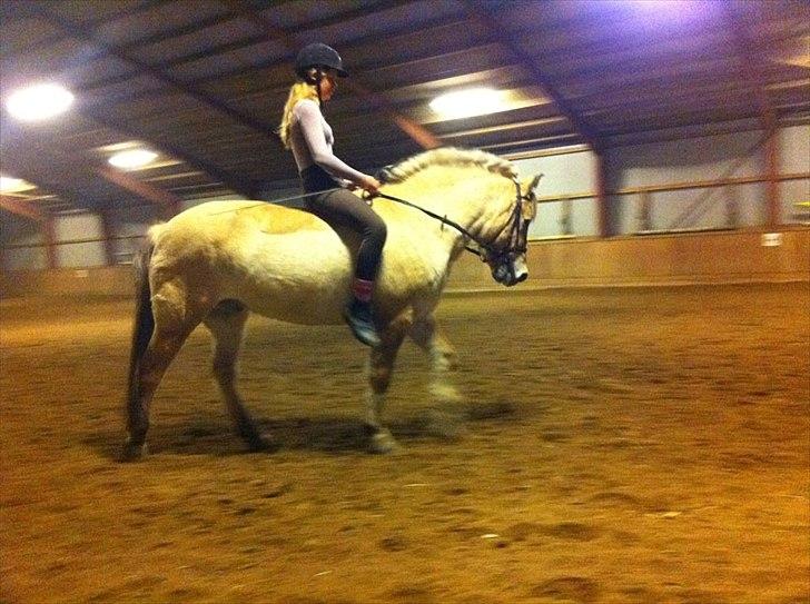 Fjordhest Lion! <3 :* - Ponyen i holdning! <3
Dygtig pony ! <3 billede 20