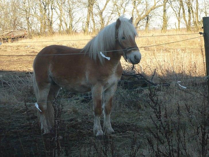 Haflinger Noah hestvang solgt billede 17