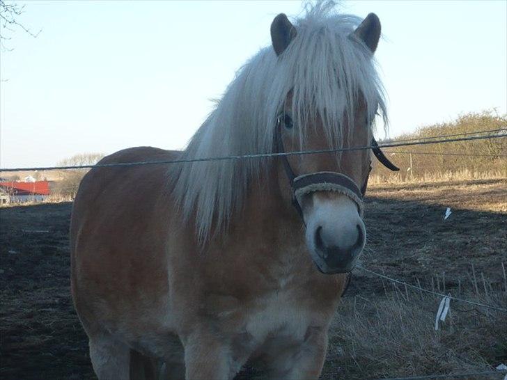 Haflinger Noah hestvang solgt billede 18