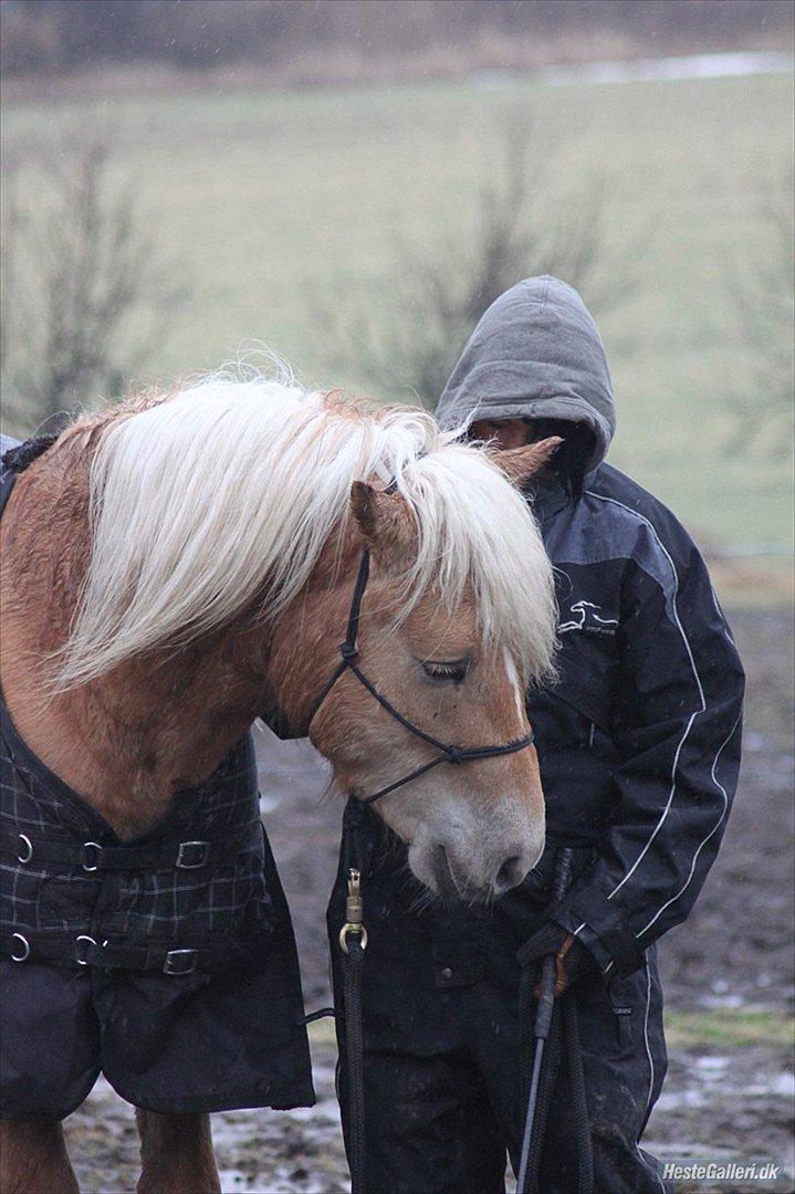 Tyroler Haflinger Walando billede 14