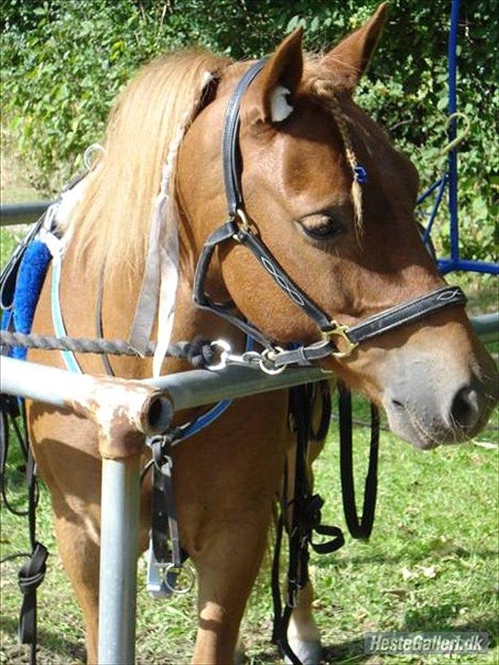 Gotlandsruss Ivanhoe<3 - min engel<3 billede 6