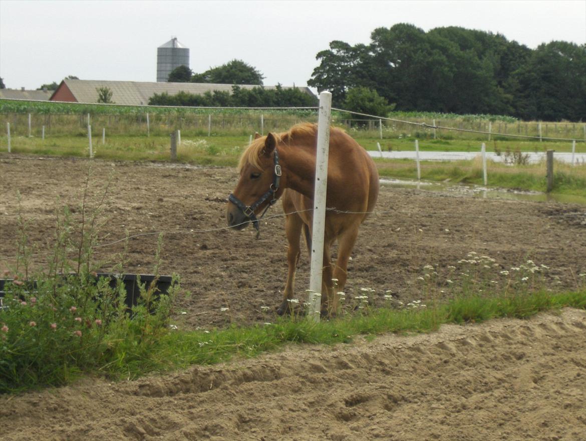 Gotlandsruss Ivanhoe<3 - Ivanhoe på folden<3 billede 14