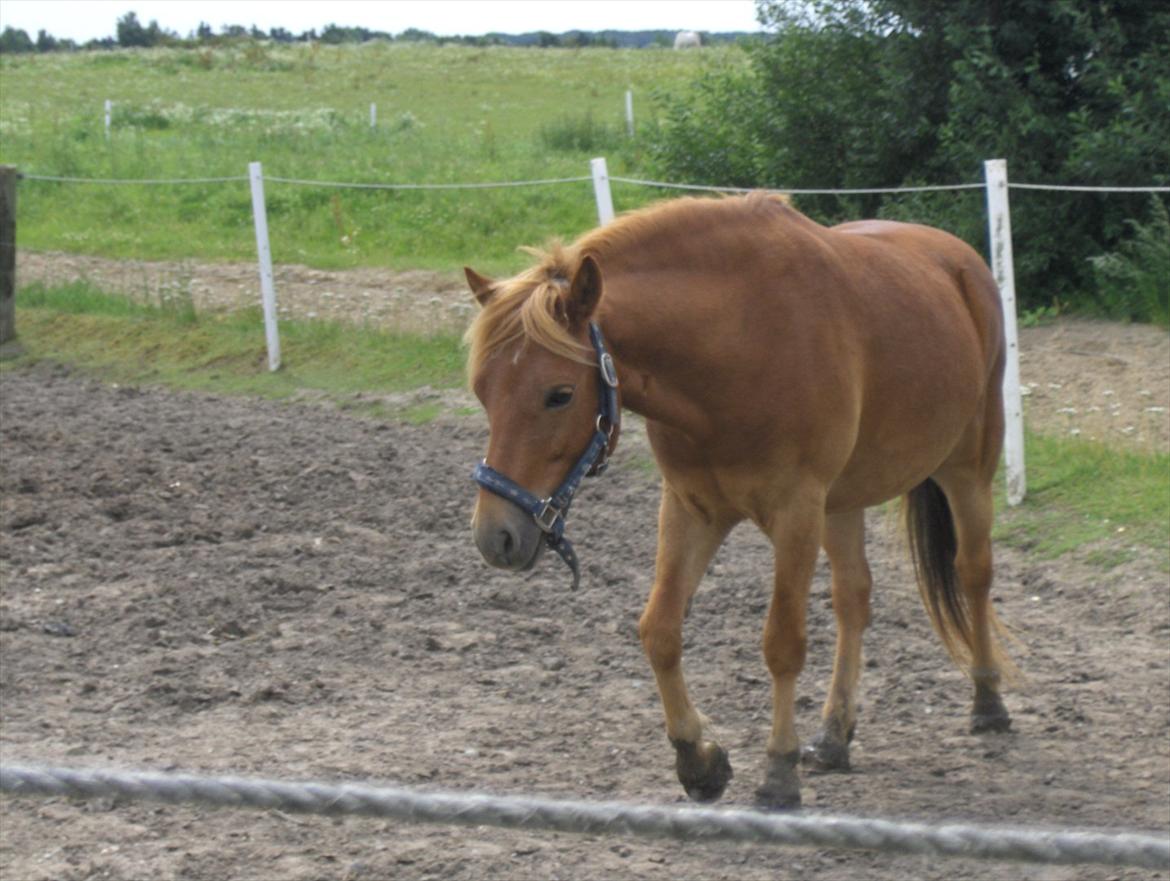 Gotlandsruss Ivanhoe<3 - charme, selvtillid og lækkert hår!<3 billede 15