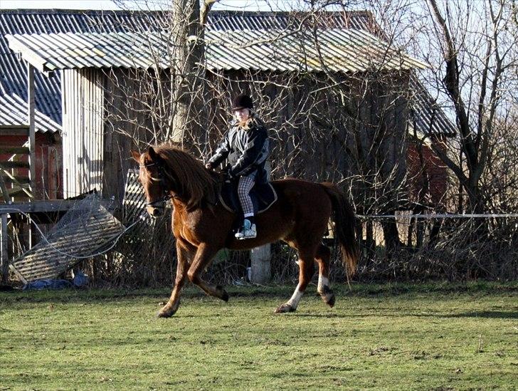 Anden særlig race MJ Mille | Tidl Låne Hest - Foto af Maria billede 7