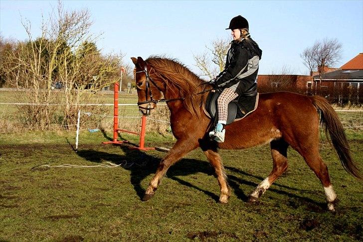 Anden særlig race MJ Mille | Tidl Låne Hest - Foto af Maria ;D billede 3
