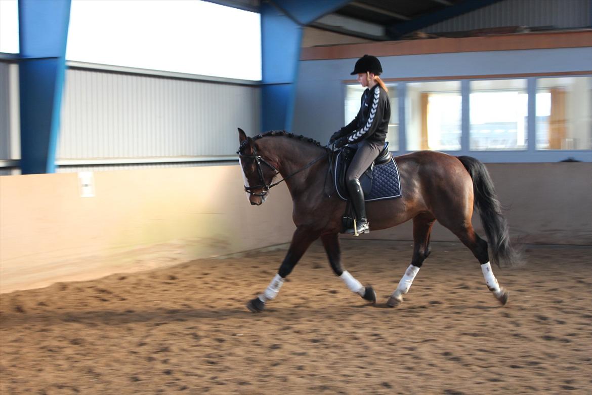 Hollandsk Varmblod Bonita billede 12