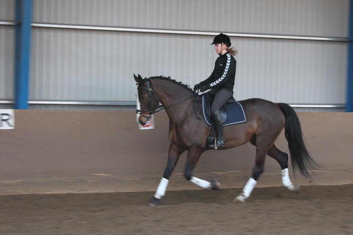 Hollandsk Varmblod Bonita billede 13