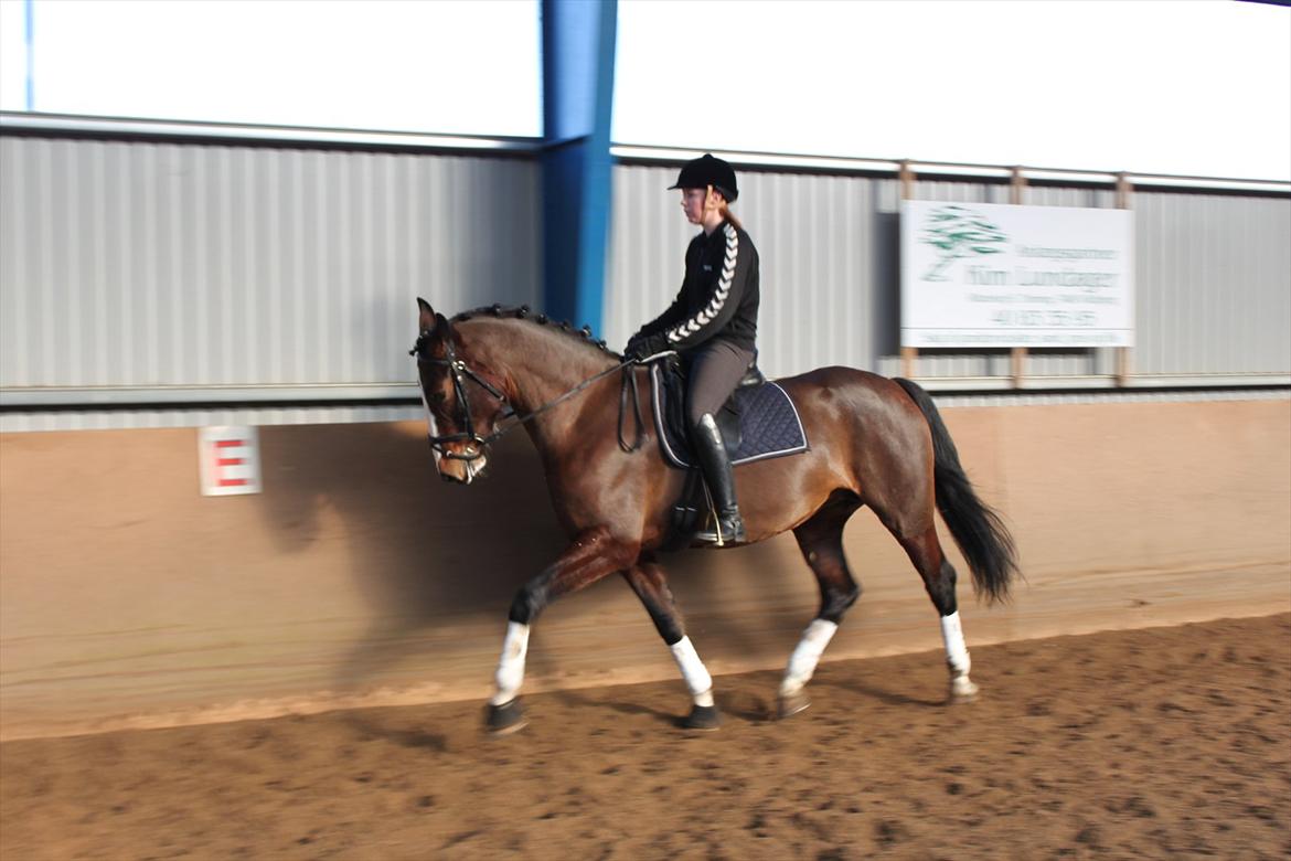 Hollandsk Varmblod Bonita billede 14