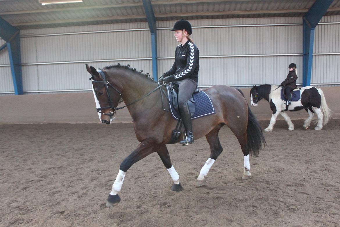 Hollandsk Varmblod Bonita billede 1