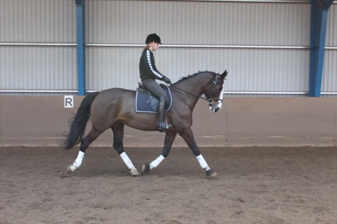 Hollandsk Varmblod Bonita billede 15