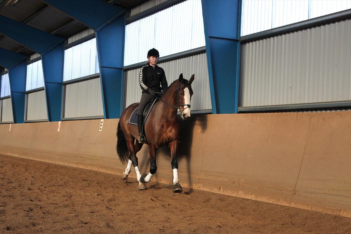 Hollandsk Varmblod Bonita billede 16