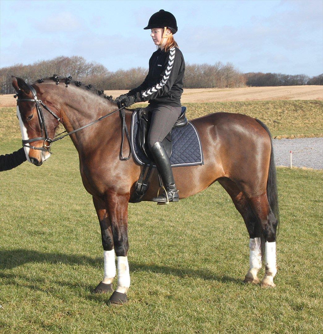 Hollandsk Varmblod Bonita billede 17