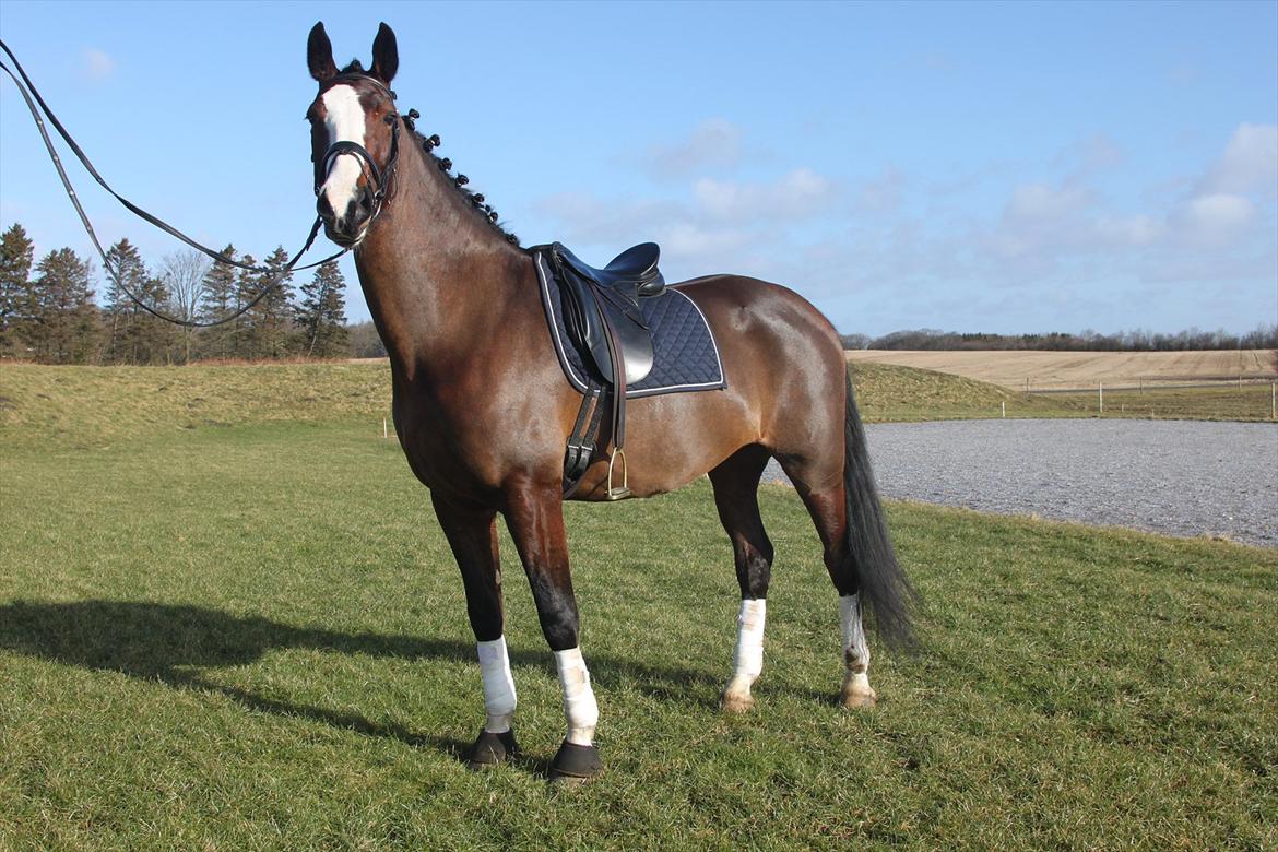 Hollandsk Varmblod Bonita billede 18