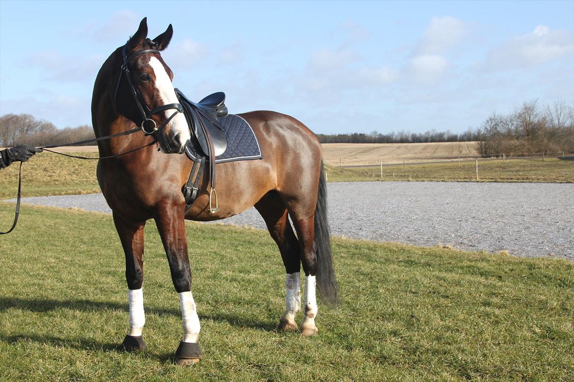 Hollandsk Varmblod Bonita billede 2