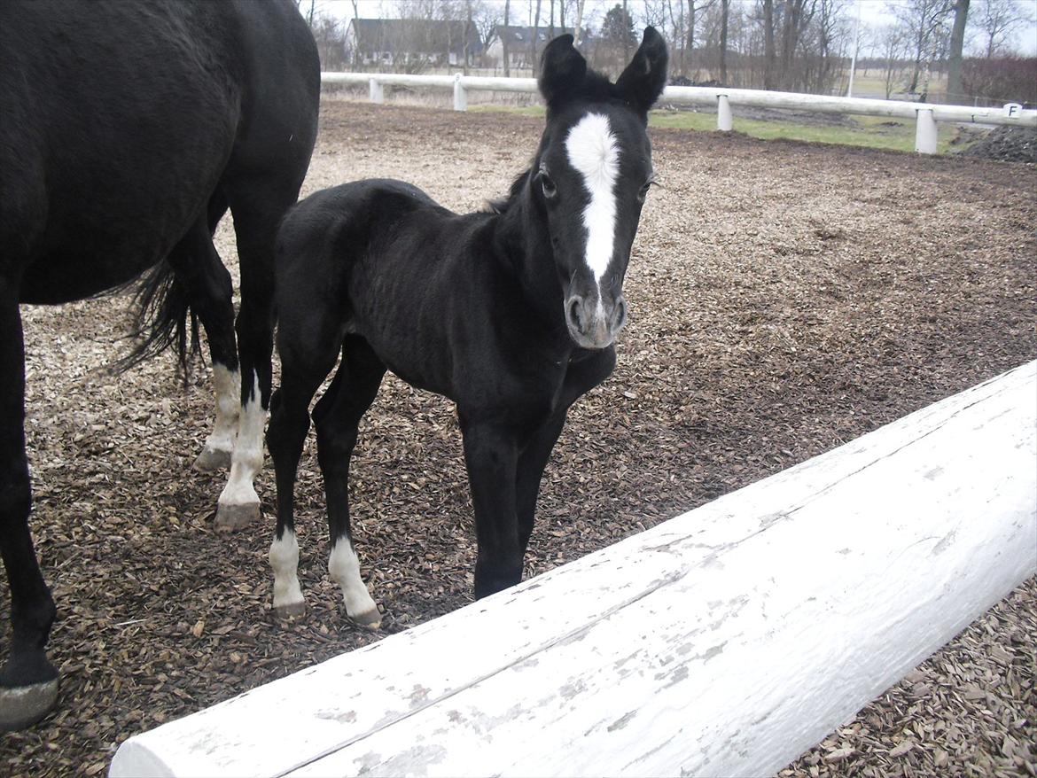 Anden særlig race Bønderskovgårds Arrina billede 2