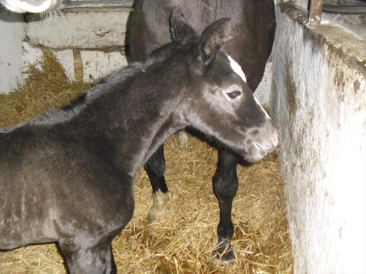 Anden særlig race Bønderskovgårds Arrina billede 7