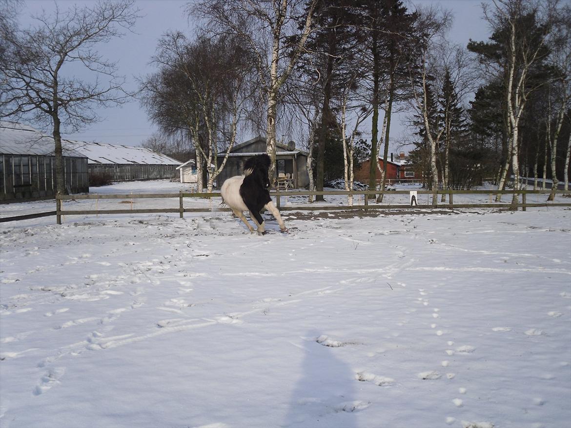 Islænder Eistla fra Fri-Stedet billede 11